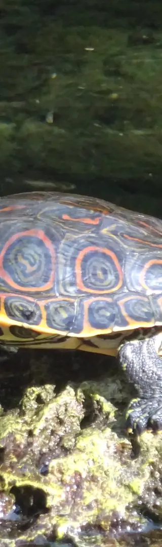 Cenote mit Schildkröten